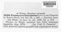 Uromyces lineolatus image